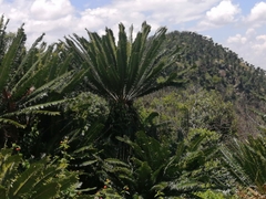 Encephalartos transvenosus