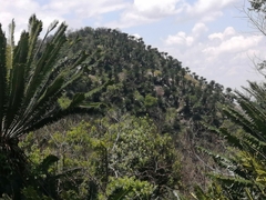 Encephalartos transvenosus