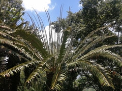 Encephalartos transvenosus