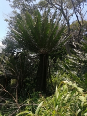 Encephalartos transvenosus