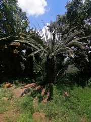 Encephalartos transvenosus
