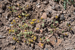 Phacelia monoensis