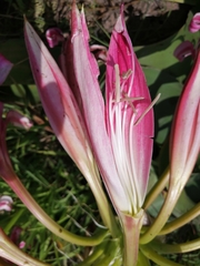 Crinum stuhlmannii delagoense