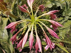 Crinum stuhlmannii delagoense