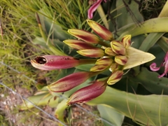 Crinum stuhlmannii delagoense