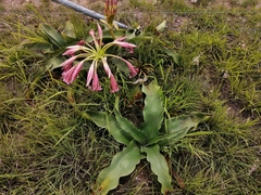 Crinum stuhlmannii delagoense