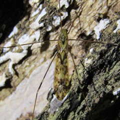 Discobola tessellata