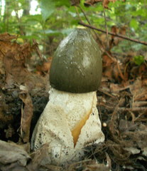 Phallus impudicus togatus