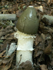 Phallus impudicus togatus