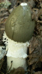 Phallus impudicus togatus
