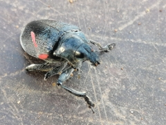 Polyclaeis equestris