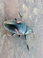 Polyclaeis equestris