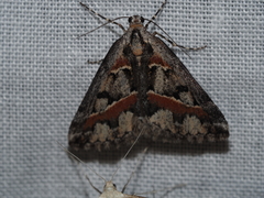 Dichromodes cirrhoplaca