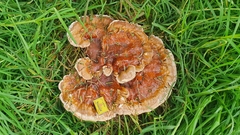Ganoderma austroafricanum
