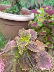Plectranthus