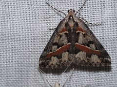 Dichromodes cirrhoplaca