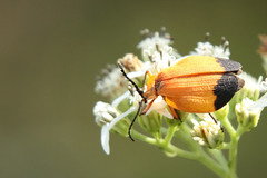 Lycus fernandezi