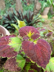 Coleus scutellarioides
