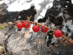 Coprosma cheesemanii