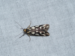 Tanyzancla marionella