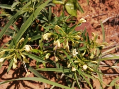 Clerodendrum ternatum