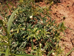Clerodendrum ternatum
