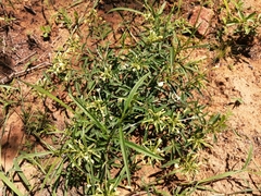 Clerodendrum ternatum
