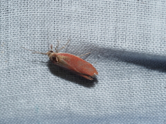 Heteroptolis leucosta