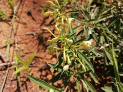 Clerodendrum ternatum