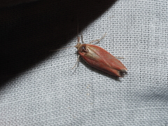 Heteroptolis leucosta