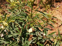 Clerodendrum ternatum