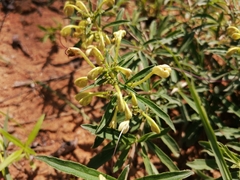 Clerodendrum ternatum