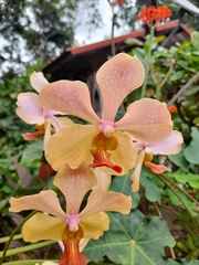 Orchidaceae