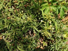 Clerodendrum ternatum