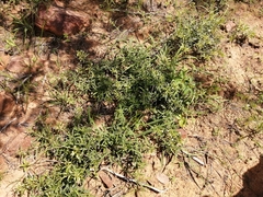 Clerodendrum ternatum