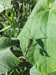 Mantodea