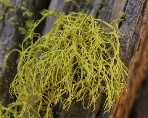 iNaturalist observation photo of wolf lichen