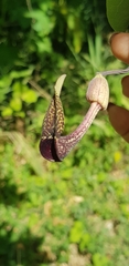 Aristolochia carterae