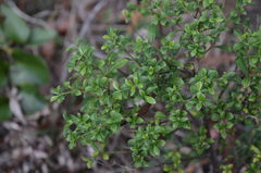 Psychotria daphnoides