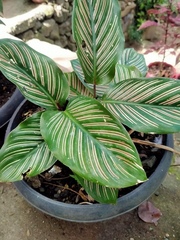 Goeppertia sanderiana