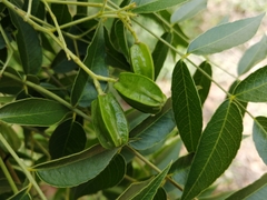 Kirkia acuminata