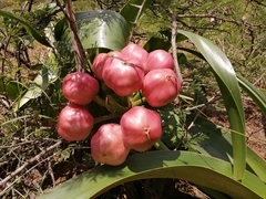 Crinum stuhlmannii delagoense