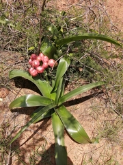 Crinum stuhlmannii delagoense