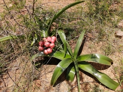 Crinum stuhlmannii delagoense
