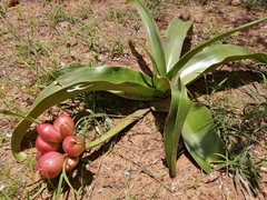 Crinum stuhlmannii delagoense