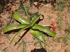 Crinum stuhlmannii delagoense