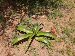 Crinum stuhlmannii delagoense