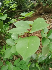 Magnoliopsida