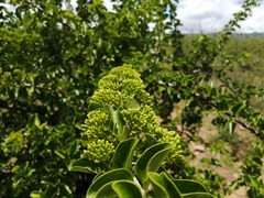 Plectroniella armata