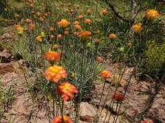 Lasiosiphon rubescens